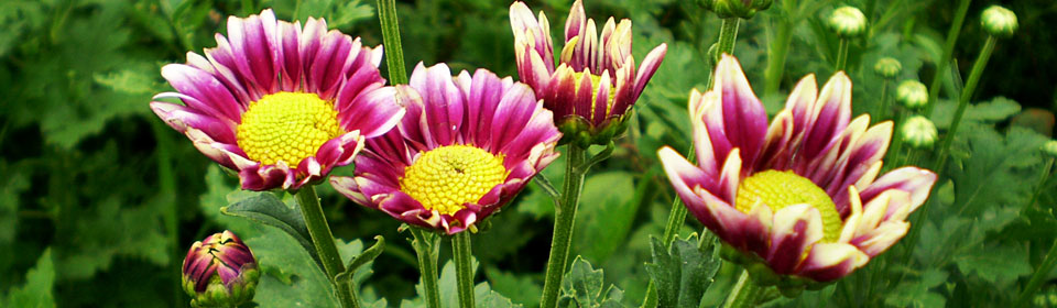 【微软商店】正版的网络手机号免费版