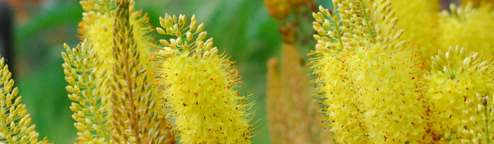 在线短信轰炸工具